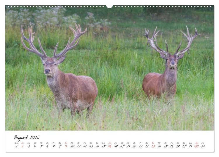 Produktbild: Rotwild - im Naturparadies der Mecklenburgischen Seenplatte (Wandkalender 2026 DIN A2 quer), CALVENDO Monatskalender