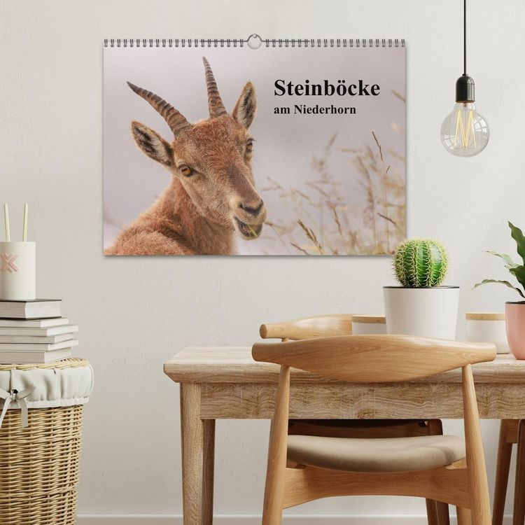 Produktbild: Steinb&ouml;cke am Niederhorn (Wandkalender 2026 DIN A3 quer), CALVENDO Monatskalender