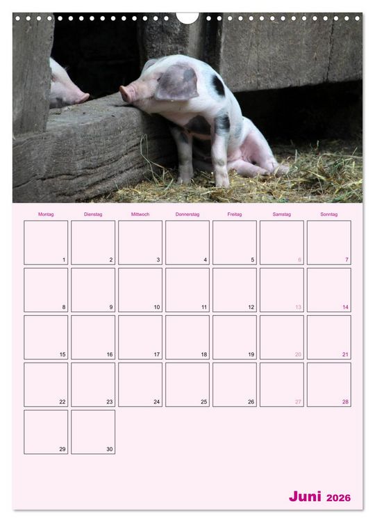 Produktbild: Schweinischer Terminplaner (Wandkalender 2026 DIN A3 hoch), CALVENDO Monatskalender