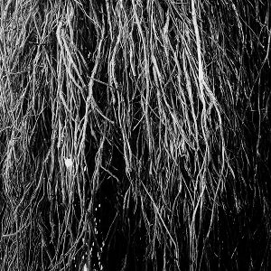 Produktbild: Nocturnal Rainforest