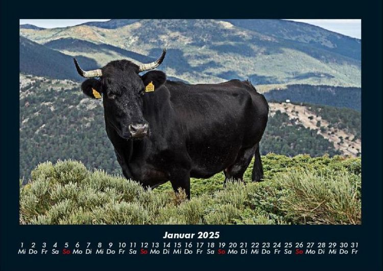 Produktbild: Kuhkalender 2025 Fotokalender DIN A4