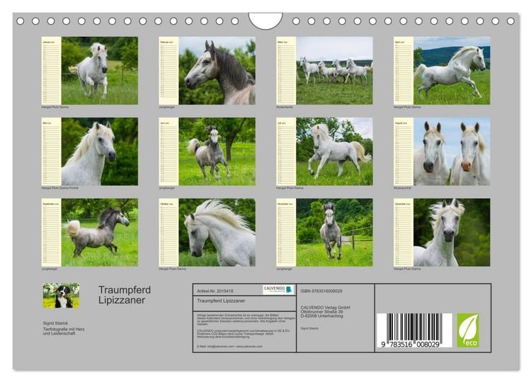 Produktbild: Traumpferd Lipizzaner (Wandkalender 2026 DIN A4 quer), CALVENDO Monatskalender