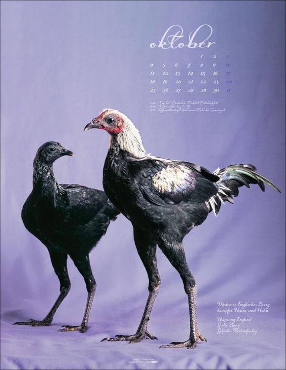 Produktbild: Pretty Chicks Kalender 2027
