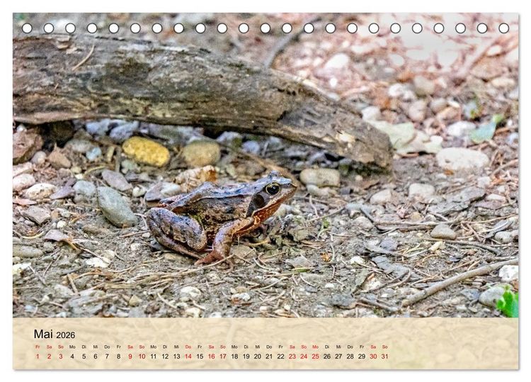 Produktbild: Wildes Stadtleben in M&uuml;nchen (Tischkalender 2026 DIN A5 quer), CALVENDO Monatskalender