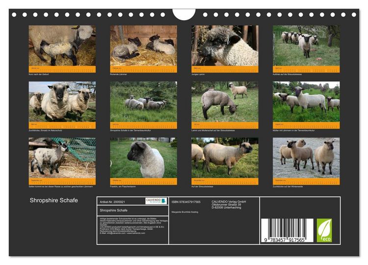 Produktbild: Shropshire Schafe (Wandkalender 2026 DIN A4 quer), CALVENDO Monatskalender