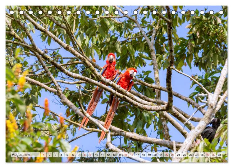 Produktbild: Costa Rica - Tierwelt und Landschaften (Tischkalender 2026 DIN A5 quer), CALVENDO Monatskalender
