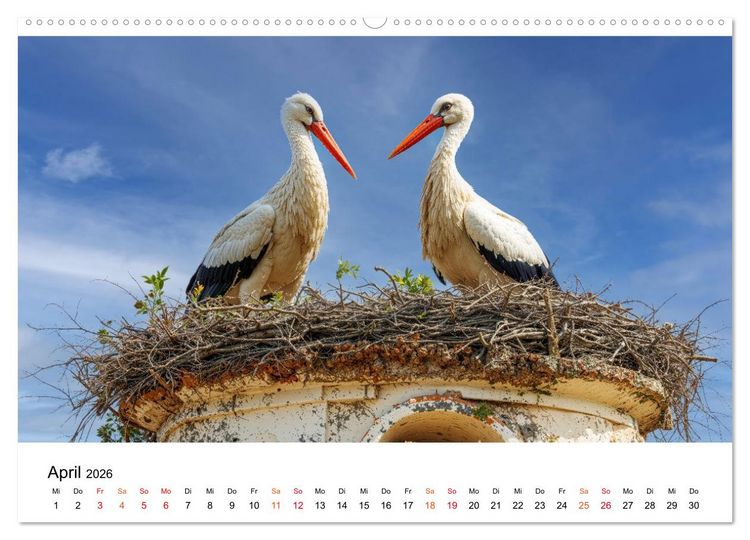 Produktbild: St&ouml;rche - Zeit f&uuml;r sch&ouml;ne Augenblicke (Wandkalender 2026 DIN A2 quer), CALVENDO Monatskalender