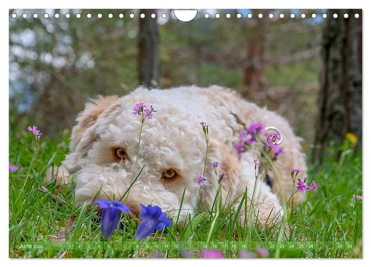 Produktbild: Lagotto Romagnolo Mountain Life (Wall Calendar 2026 DIN A4 landscape), CALVENDO 12 Month Wall Calendar