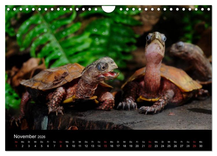 Produktbild: REPTILIEN IM TERRARIUM (Wandkalender 2026 DIN A4 quer), CALVENDO Monatskalender
