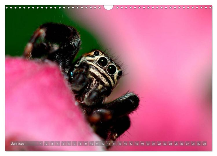 Produktbild: Wundersch&ouml;ne Spinnen (Wandkalender 2026 DIN A3 quer), CALVENDO Monatskalender