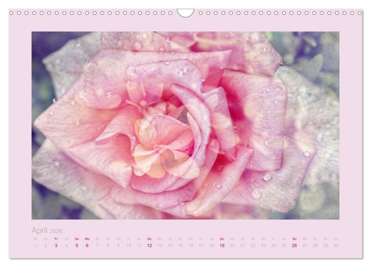Produktbild: Romantische Rosen (Wandkalender 2026 DIN A3 quer), CALVENDO Monatskalender