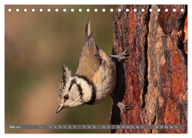 Produktbild: V&ouml;gel ganz nah (Tischkalender 2026 DIN A5 quer), CALVENDO Monatskalender