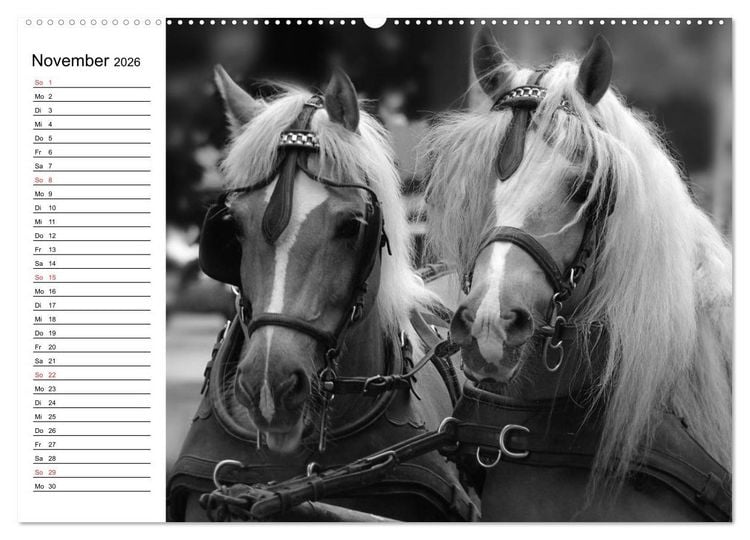 Produktbild: Leidenschaft Pferdesport - Impressionen (hochwertiger Premium Wandkalender 2026 DIN A2 quer), Kunstdruck in Hochglanz