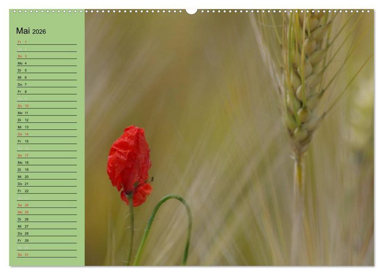 Produktbild: Mohnblumen Tr&auml;ume (hochwertiger Premium Wandkalender 2026 DIN A2 quer), Kunstdruck in Hochglanz