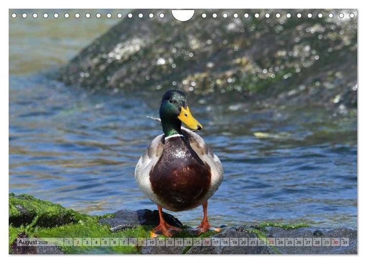 Produktbild: Sch&ouml;ne Insel Helgoland (Wandkalender 2026 DIN A4 quer), CALVENDO Monatskalender
