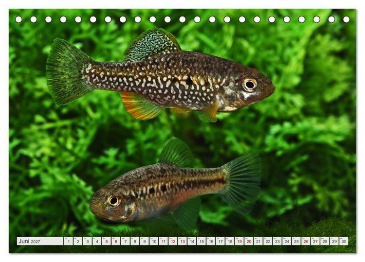 Produktbild: Outdoor-Aquaristik (Tischkalender 2027 DIN A5 quer), CALVENDO Monatskalender