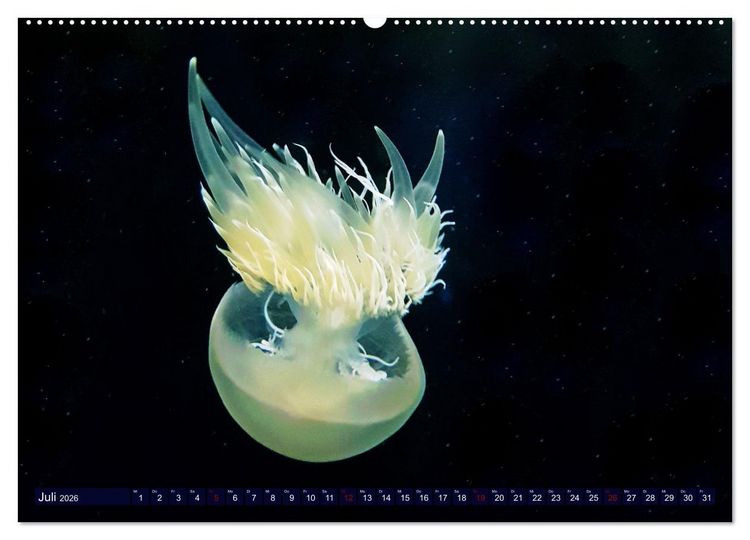 Produktbild: In der Welt der Medusen (Wandkalender 2026 DIN A2 quer), CALVENDO Monatskalender