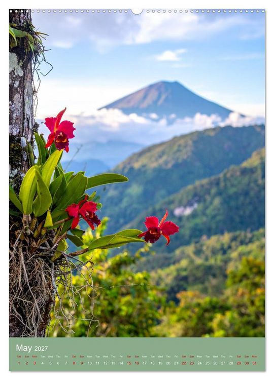 Produktbild: Cattleya - Breeder's Pride (High Quality Premium Wall Calendar 2027 DIN A2 portrait),CALVENDO 12 Month Wall Calendar