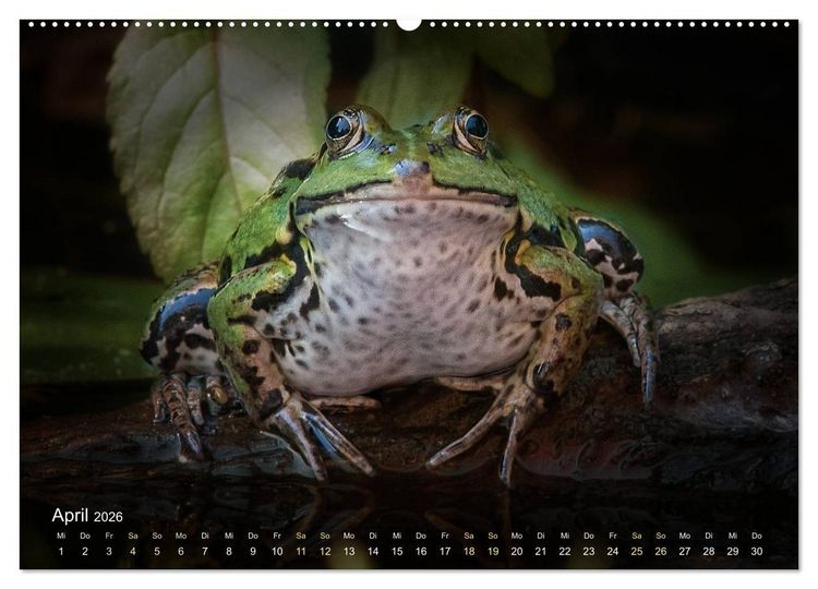 Produktbild: Fr&ouml;sche zum Verlieben (hochwertiger Premium Wandkalender 2026 DIN A2 quer), Kunstdruck in Hochglanz