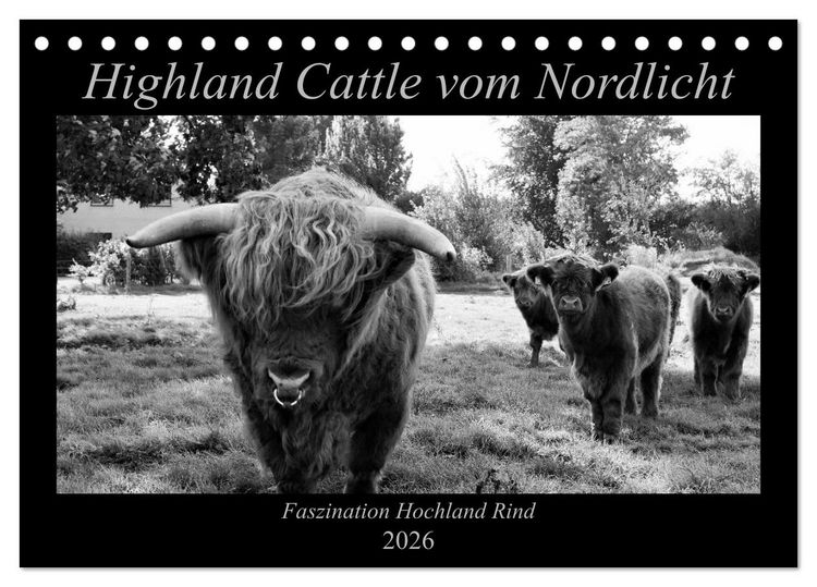 Produktbild: Highland Cattle vom Nordlicht - Faszination Hochland Rind (Tischkalender 2026 DIN A5 quer), CALVENDO Monatskalender