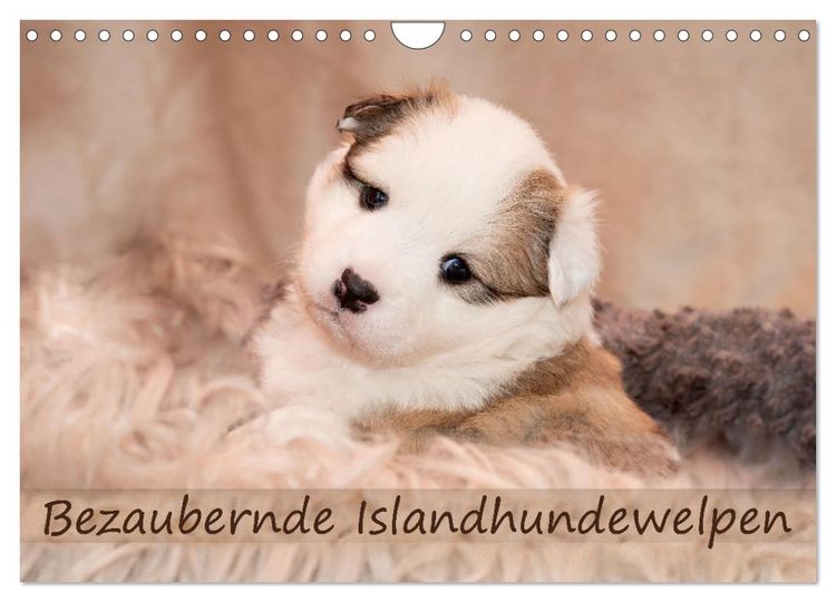 Produktbild: Bezaubernde Islandhundewelpen (Wandkalender 2026 DIN A4 quer), CALVENDO Monatskalender