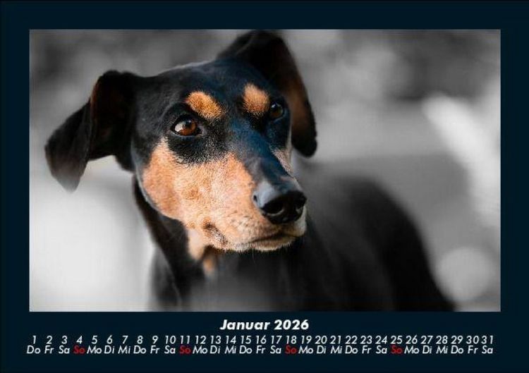 Produktbild: Hundezauber 2026 Fotokalender DIN A5