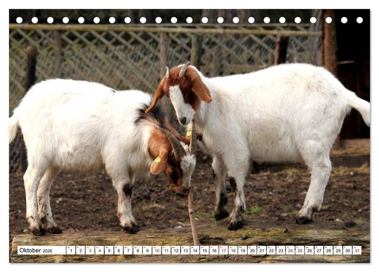 Produktbild: Ziegen - Die Stars aus dem Streichelzoo (Tischkalender 2026 DIN A5 quer), CALVENDO Monatskalender