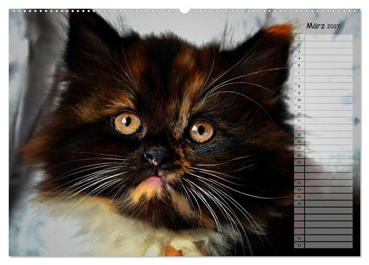 Produktbild: Katzen im Portr&auml;t / Geburtstagskalender (Wandkalender 2027 DIN A2 quer), CALVENDO Monatskalender