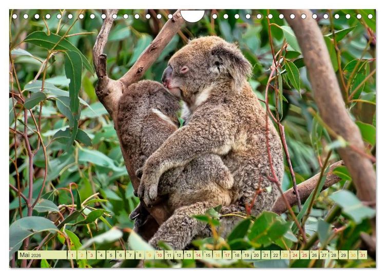 Produktbild: Koala - kleiner Teddy (Wandkalender 2026 DIN A4 quer), CALVENDO Monatskalender