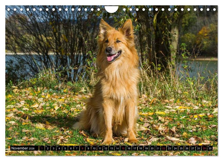 Produktbild: Altdeutsche H&uuml;tehunde - Fast vergessen (Wandkalender 2026 DIN A4 quer), CALVENDO Monatskalender