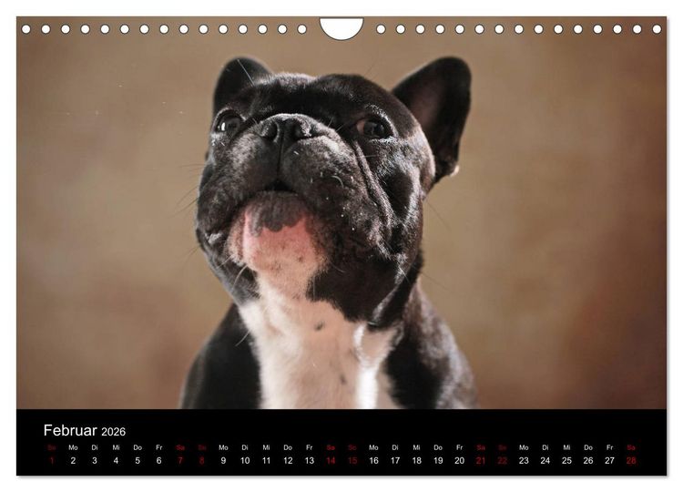 Produktbild: Charme auf vier Pfoten - Franz&ouml;sische Bulldoggen Portraits (Wandkalender 2026 DIN A4 quer), CALVENDO Monatskalender
