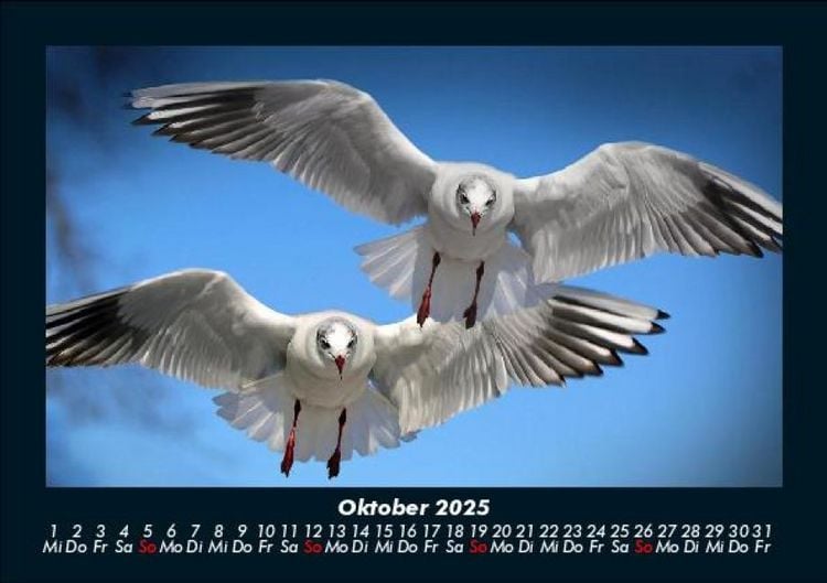 Produktbild: Welt der Tiere 2025 Fotokalender DIN A5