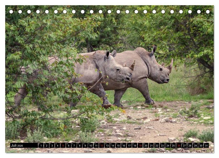 Produktbild: Afrikas Tierwelt: Nash&ouml;rner (Tischkalender 2026 DIN A5 quer), CALVENDO Monatskalender