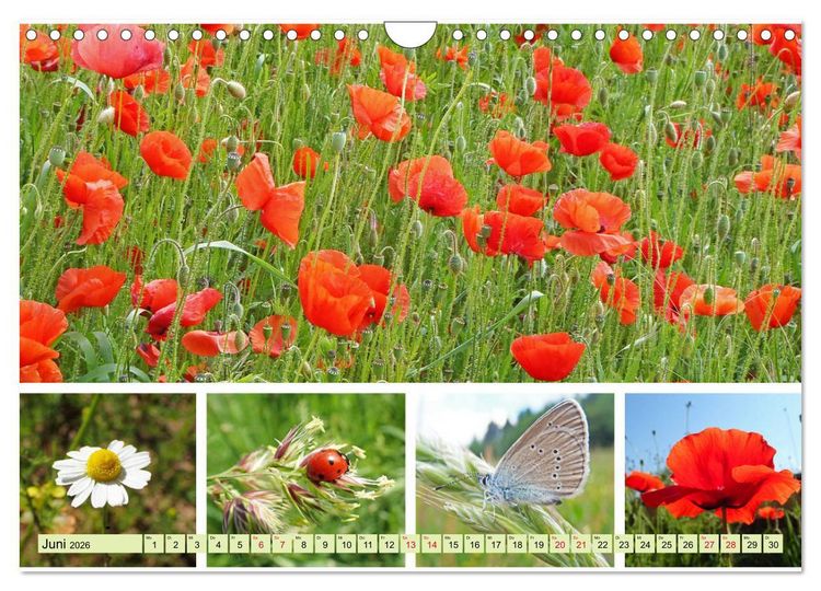 Produktbild: Bl&uuml;tenmeer am Wegesrand (Wandkalender 2026 DIN A4 quer), CALVENDO Monatskalender