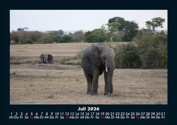 Produktbild: Elefanten - Die sanften Riesen Afrikas 2026 Fotokalender DIN A5