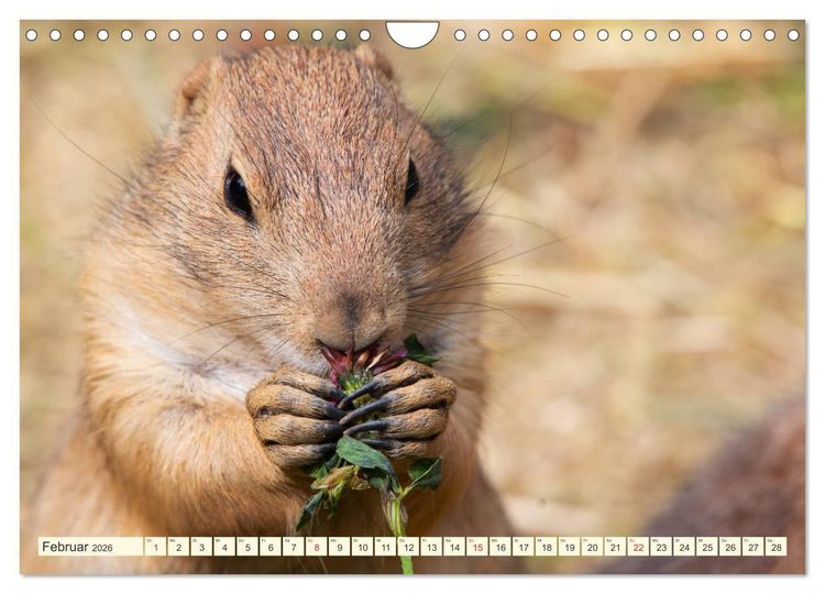 Produktbild: Pr&auml;riehunde - s&uuml;&szlig;e S&auml;uger (Wandkalender 2026 DIN A4 quer), CALVENDO Monatskalender