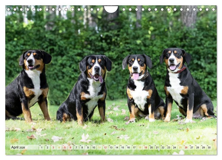 Produktbild: Entlebucher - Temperamentvolle Schweizer Sennenhunde (Wandkalender 2026 DIN A4 quer), CALVENDO Monatskalender