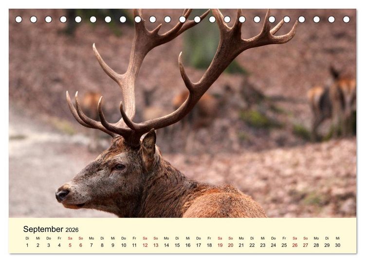 Produktbild: Der Rothirsch - Der K&ouml;nig in unseren W&auml;ldern (Tischkalender 2026 DIN A5 quer), CALVENDO Monatskalender