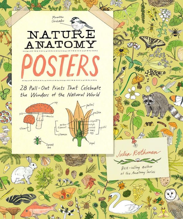 Produktbild: Nature Anatomy Posters