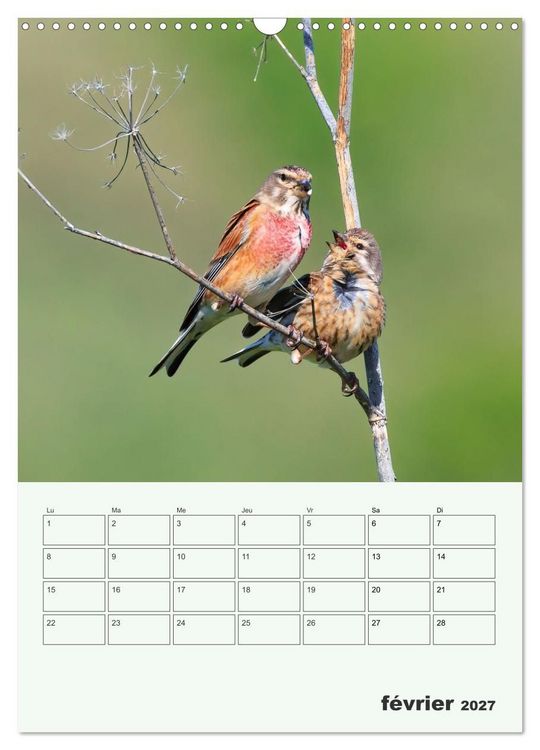 Produktbild: Voyage ornithologique (Calendrier mural 2027 DIN A3 horizontal), CALVENDO calendrier mensuel