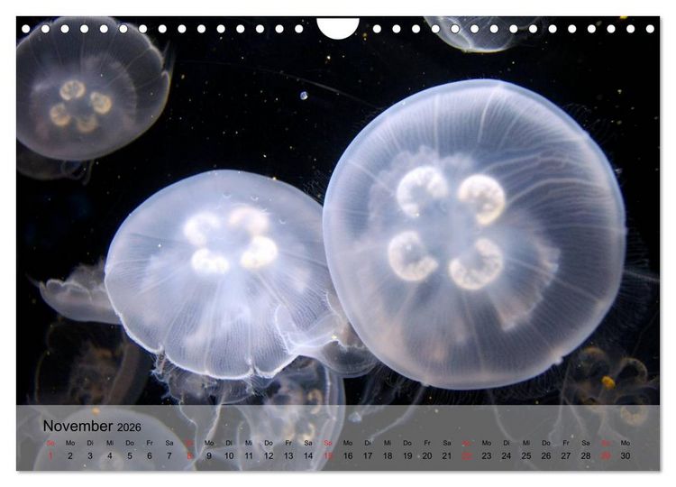 Produktbild: Quallen. Die Welt der Medusen (Wandkalender 2026 DIN A4 quer), CALVENDO Monatskalender