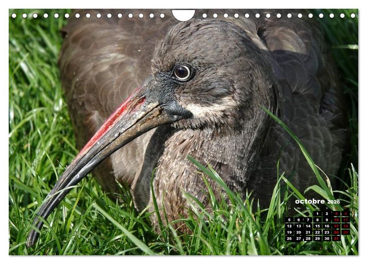 Produktbild: Oiseaux exotiques (Calendrier mural 2026 DIN A4 vertical), CALVENDO calendrier mensuel