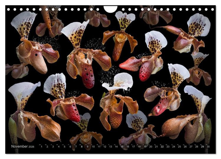 Produktbild: Orchidea (Wandkalender 2026 DIN A4 quer), CALVENDO Monatskalender