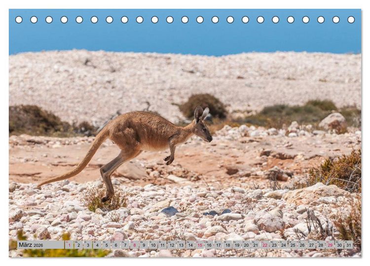 Produktbild: K&auml;ngururs und Wallabys (Tischkalender 2026 DIN A5 quer), CALVENDO Monatskalender