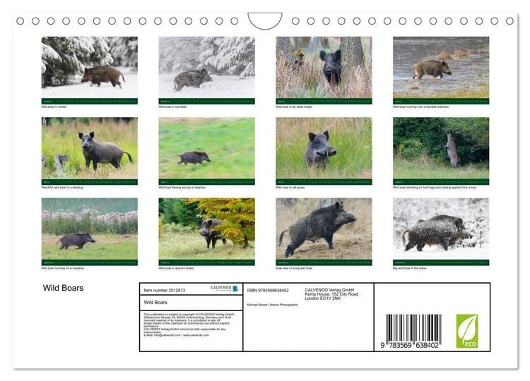 Produktbild: Wild Boars (Wall Calendar 2027 DIN A4 landscape), CALVENDO 12 Month Wall Calendar