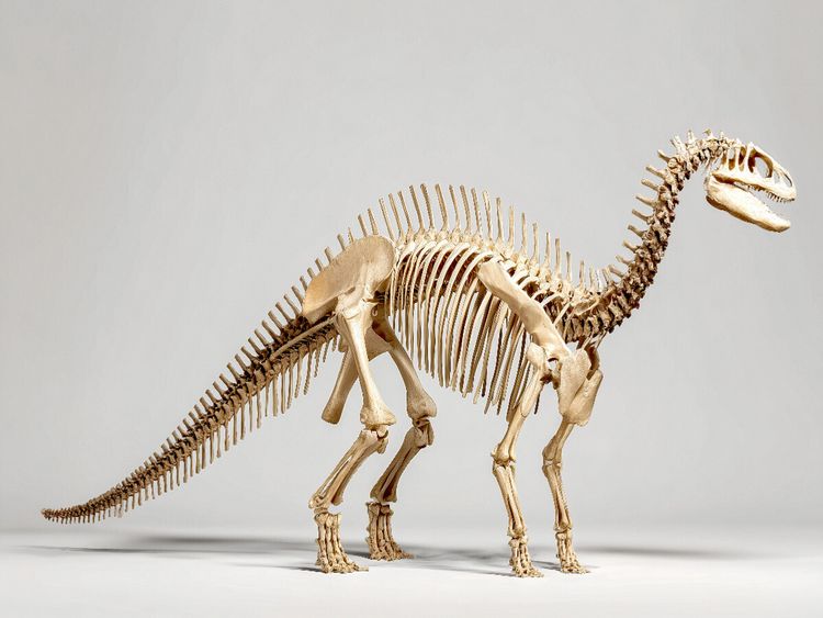 Produktbild: CALVENDO Puzzle Dinosaurier Iguanodon-Skelett mit langer Schwanzachse und Daumenkralle | 1000 Teile Lege-Gr&ouml;&szlig;e 64x48cm Foto-Puzzle f&uuml;r gl&uuml;ckliche Stun