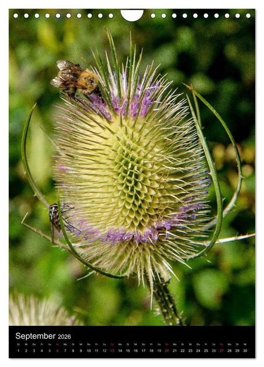 Produktbild: Bienen (Wandkalender 2026 DIN A4 hoch), CALVENDO Monatskalender