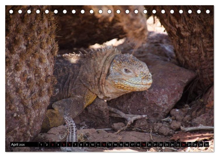 Produktbild: Leguane auf Galapagos (Tischkalender 2026 DIN A5 quer), CALVENDO Monatskalender