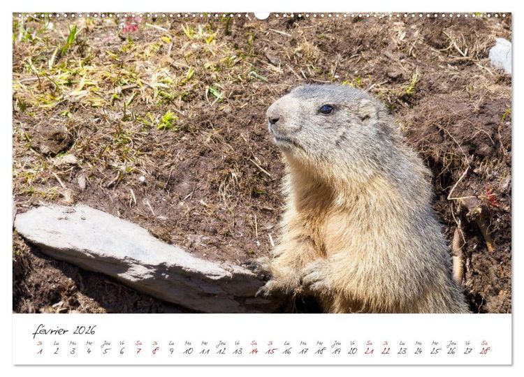 Produktbild: Les Hautes-Alpes sur les chemins des marmottes (Calendrier mural 2026 DIN A2 vertical), CALVENDO calendrier mensuel