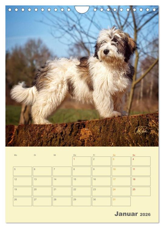 Produktbild: PON-Welpen - jeder Tag ein gro&szlig;es Abenteuer / Planer (Wandkalender 2026 DIN A4 hoch), CALVENDO Monatskalender